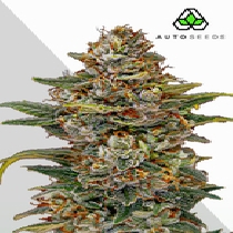 OG Kush Auto (Auto Seeds) Cannabis Seeds