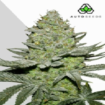 Sour Diesel Auto (Auto Seeds) Cannabis Seeds