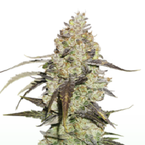 Runtz (Seedstockers Seeds) Cannabis Seeds