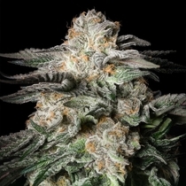 Mint Candy (Silent Seeds) Cannabis Seeds