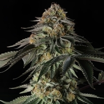 Rainbow Gas (Silent Seeds) Cannabis Seeds