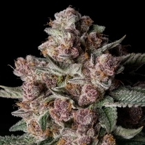 Tropical Jam (Silent Seeds) Cannabis Seeds