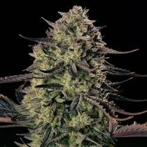 Alien Gas XXL Auto (Silent Seeds) Cannabis Seeds
