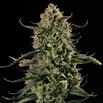 Mac Dawg XXL Auto (Silent Seeds) Cannabis Seeds