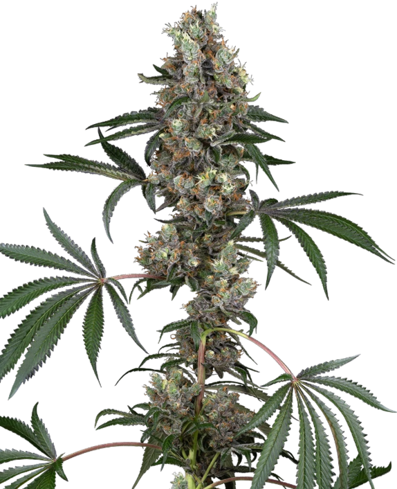 Chemberries (White Label Seeds) Cannabis Seeds