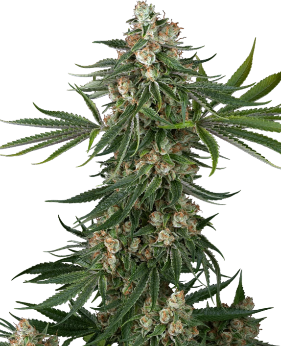 Fallout OG (White Label Seeds) Cannabis Seeds