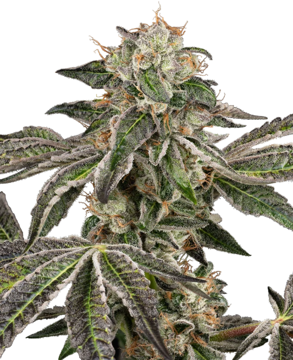 Runtz Auto (White Label Seeds) Cannabis Seeds