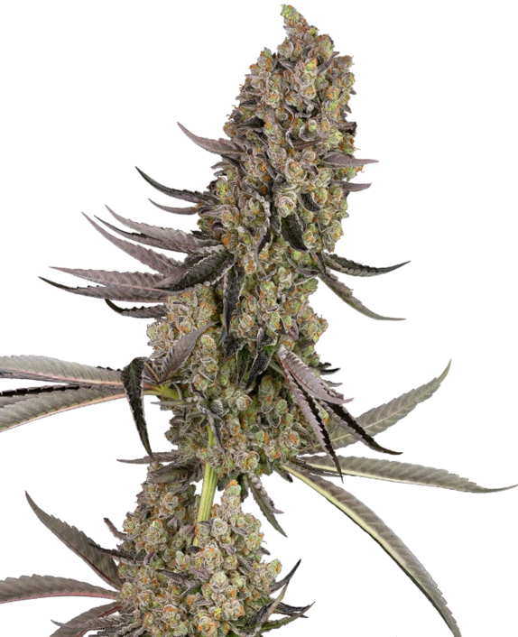 Vlad the Inhaler (White Label Seeds) Cannabis Seeds