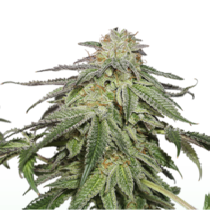 Cookies and Cream Auto (SeedStockers Seeds) Cannabis Seeds