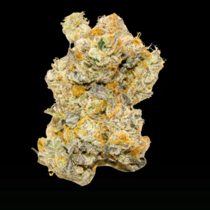 LIMITED EDITION White Truffle Auto (Growers Choice Seeds) Cannabis Seeds
