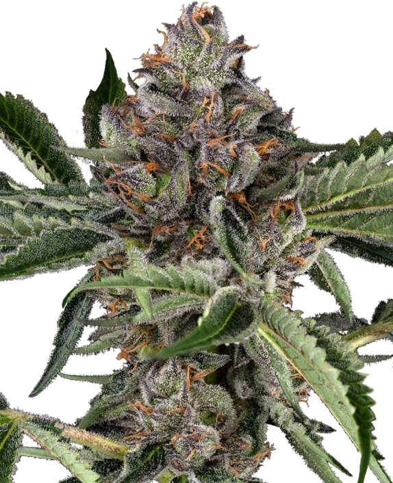 Papaya Jealousy (Sensi Seeds) Cannabis Seeds