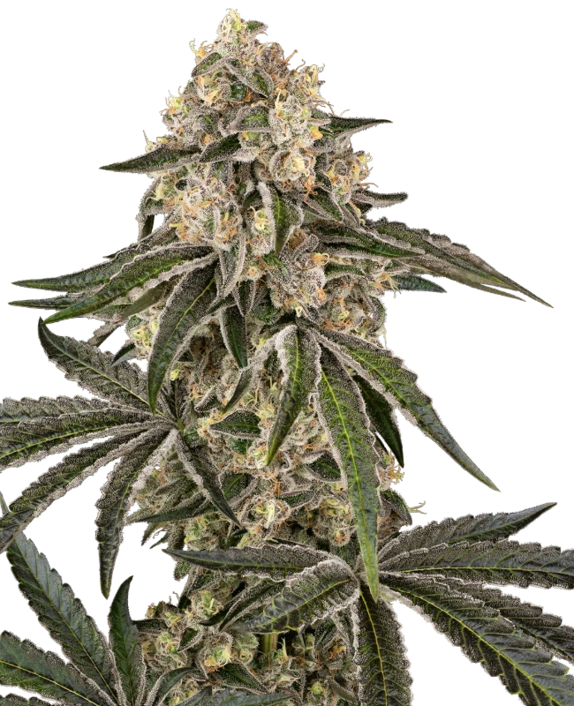 Sunset Peach (Sensi Seeds) Cannabis Seeds
