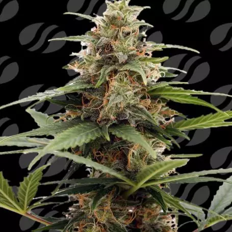 Orange Ooze (Original Sensible Seeds) Cannabis Seeds