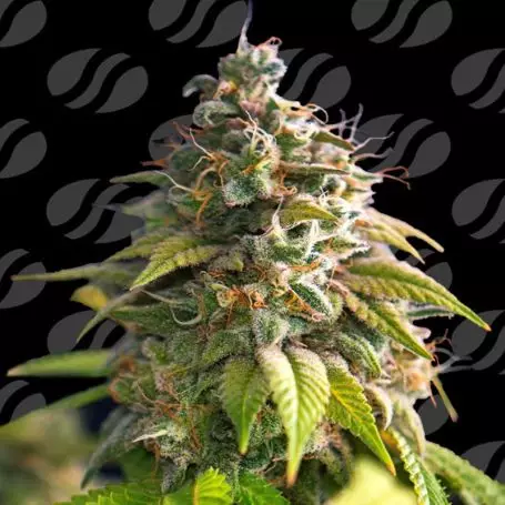 Citrus Slurp (Original Sensible Seeds) Cannabis Seeds