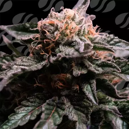 Banana Fumes (Original Sensible Seeds) Cannabis Seeds