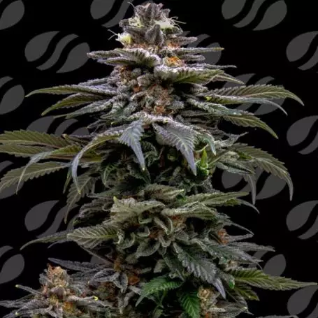 Purple Overload (Original Sensible Seeds) Cannabis Seeds