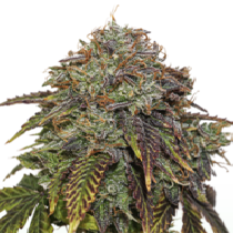 Gelato #41 Auto (SeedStockers Seeds) Cannabis Seeds