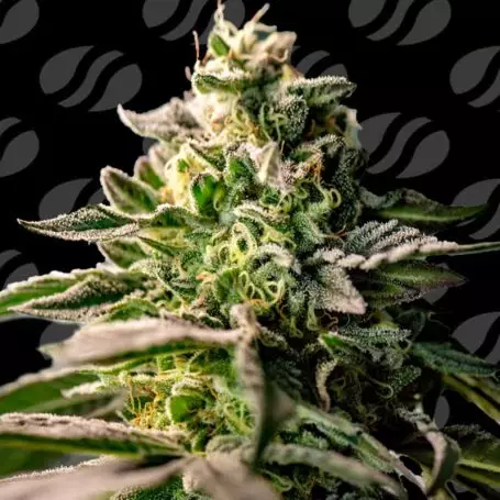 Zingatsu (Original Sensible Seeds) Cannabis Seeds