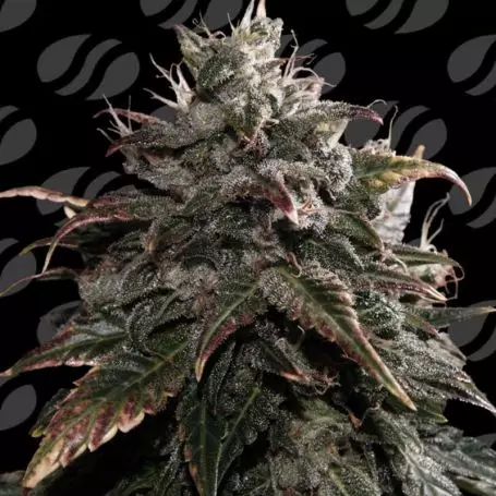 Papaya Stank (Original Sensible Seeds) Cannabis Seeds