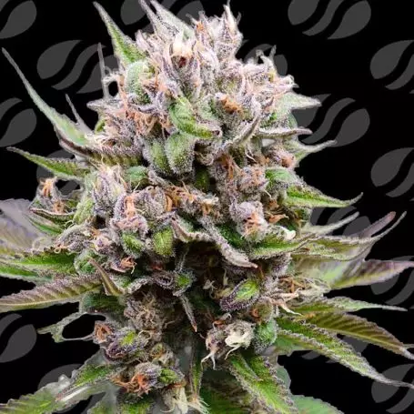 Cotton Berry Rush Auto (Original Sensible Seeds) Cannabis Seeds