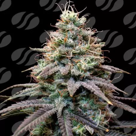 Fumepop Auto (Original Sensible Seeds) Cannabis Seeds