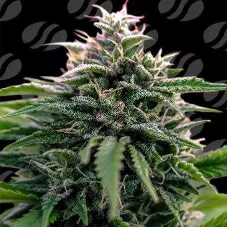 Creamzilla Auto (Original Sensible Seeds) Cannabis Seeds