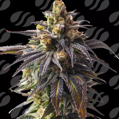 Velvet Drip Auto (Original Sensible Seeds) Cannabis Seeds