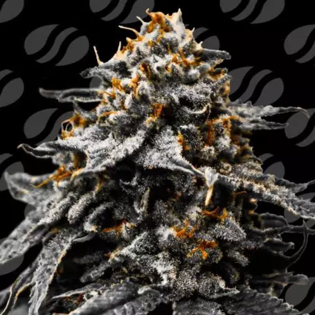 Twilight Zlush Auto (Original Sensible Seeds) Cannabis Seeds