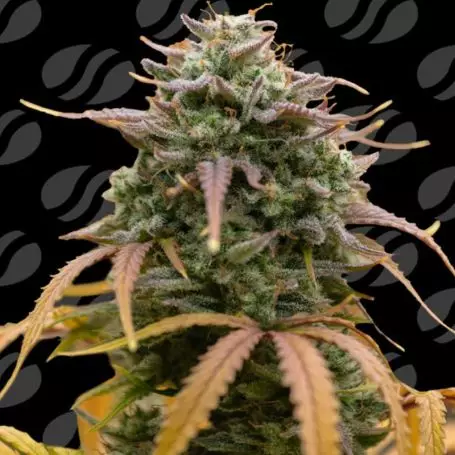 Pineapple Pulse Auto (Original Sensible Seeds) Cannabis Seeds