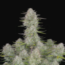 Wedding Cheesecake Auto (Fast Buds Seeds) Cannabis Seeds
