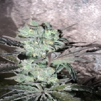 Washing Machine feminised (Discreet Seeds) Cannabis Seeds