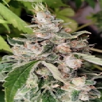 African Gas (Ace Seeds) Cannabis Seeds