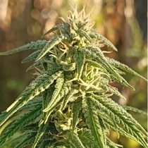 Himalaya Snow (Ace Seeds) Cannabis Seeds