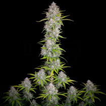 Orange Sherbert Auto (Fast Buds Seeds) Cannabis Seeds