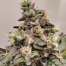 Kashmir (Ace Seeds) Cannabis Seeds