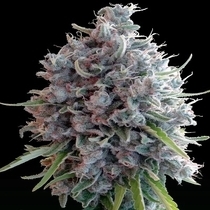 Killer A5 Haze (Ace Seeds) Cannabis Seeds