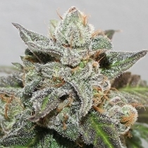 Limited Edition Kalidonia (Ace Seeds) Cannabis Seeds