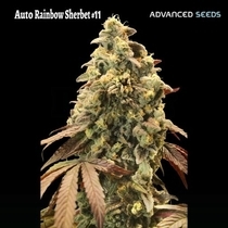 Auto Rainbow Sherbet 11 (Advanced Seeds) Cannabis Seeds
