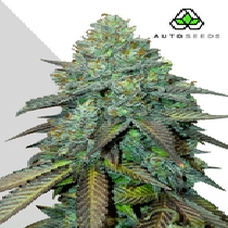 Gelato Auto (Auto Seeds) Cannabis Seeds