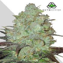 Granddaddy Purple Auto (Auto Seeds) Cannabis Seeds
