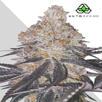 Permanent Marker Auto (Auto Seeds) Cannabis Seeds