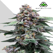 Runtz Auto (Auto Seeds) Cannabis Seeds