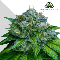 Zkittlez Auto (Auto Seeds) Cannabis Seeds
