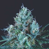 Ice Cream USA Range (Pyramid Seeds) Cannabis Seeds