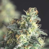 Lemon Larry OG USA Range (Pyramid Seeds) Cannabis Seeds