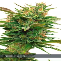 Nicole x OG (Vision Seeds) Cannabis Seeds