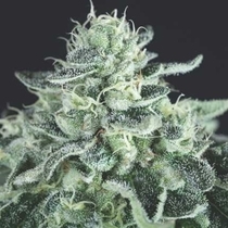 Gelato USA Range (Pyramid Seeds) Cannabis Seeds