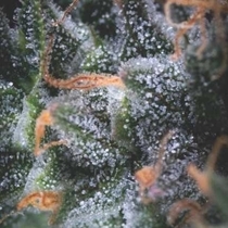 Auto Black Cherry Punch USA Range (Pyramid Seeds) Cannabis Seeds