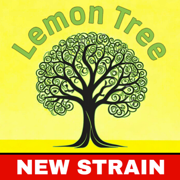 Lemon Tree (BSB Genetics Seeds) Cannabis Seeds
