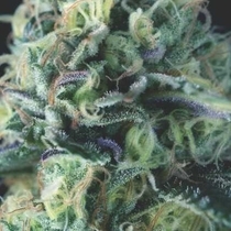 Auto Cookies USA Range (Pyramid Seeds) Cannabis Seeds